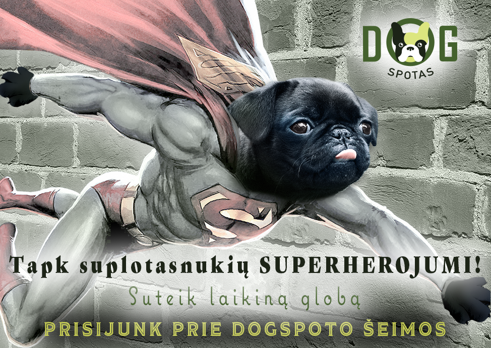 Images of ./Superpug_02033x.png